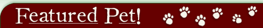 Featured Pet