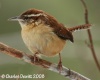 Carolina Wren 