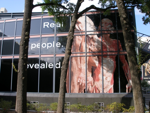 Two Way Window Film for HMNS Body Worlds