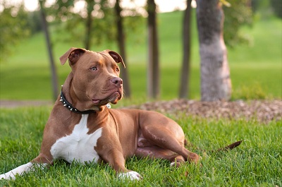Happy Tails