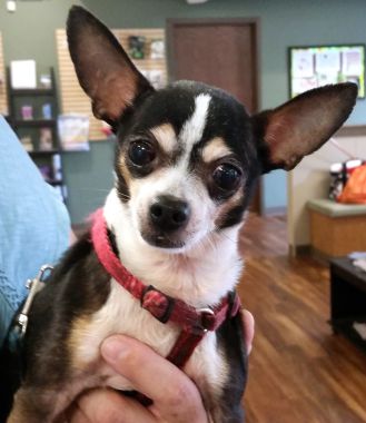 adopt a pet toledo ohio adopt a pet toledo ohio