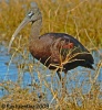 Glossy Ibis