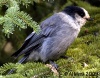 Jays & Crows