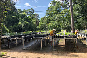 Natives Nursery