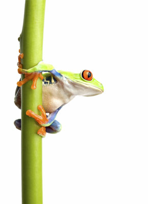 TreeFrog01