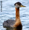 Red-necked Grebe