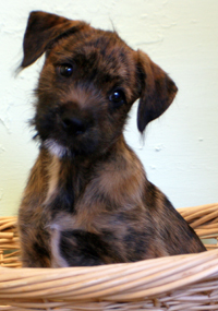 Puppy
