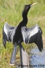 Anhinga