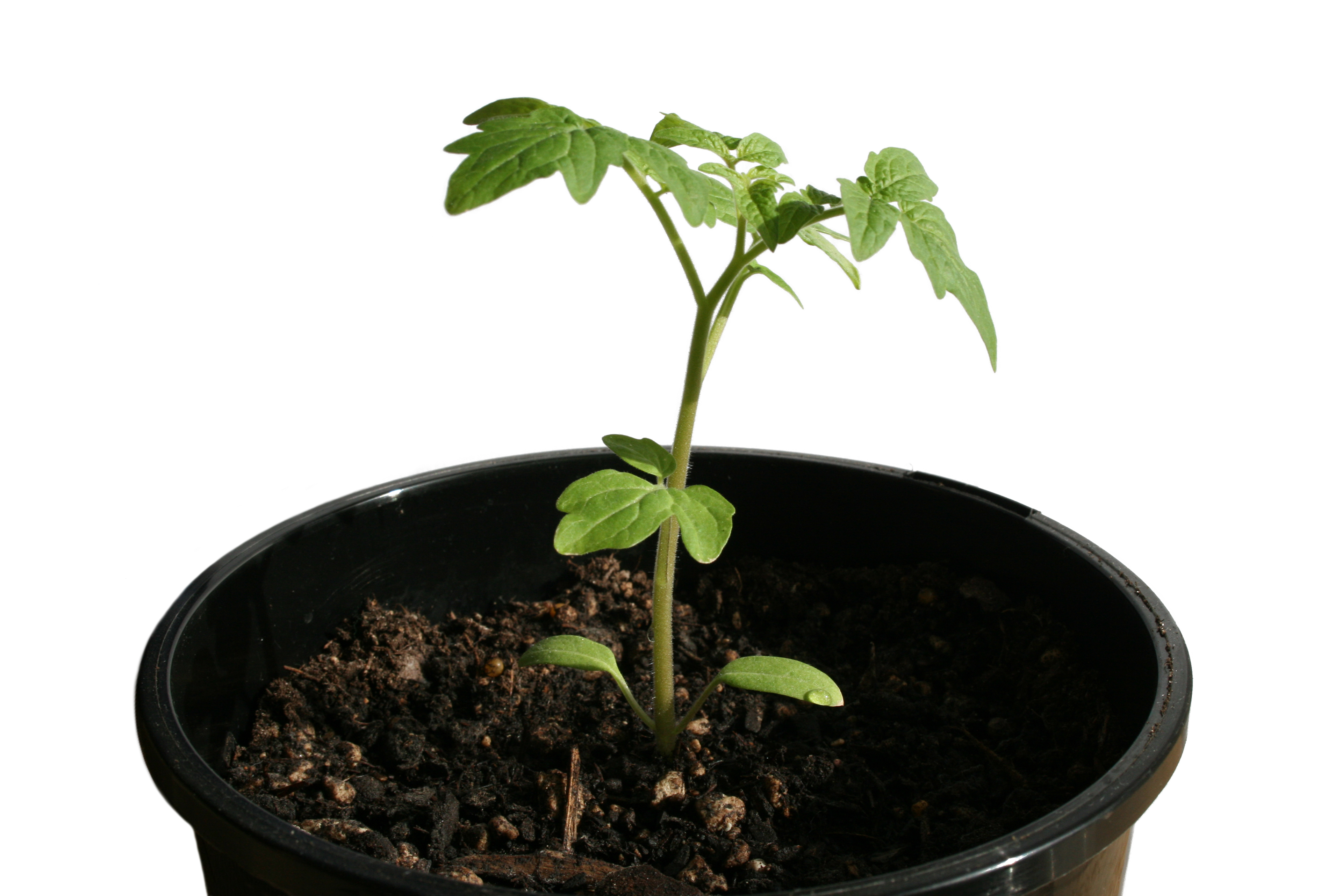 Leaders Grow Gardens