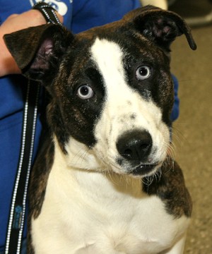 Meet Ridglea!
