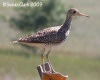 Upland Sandpiper
