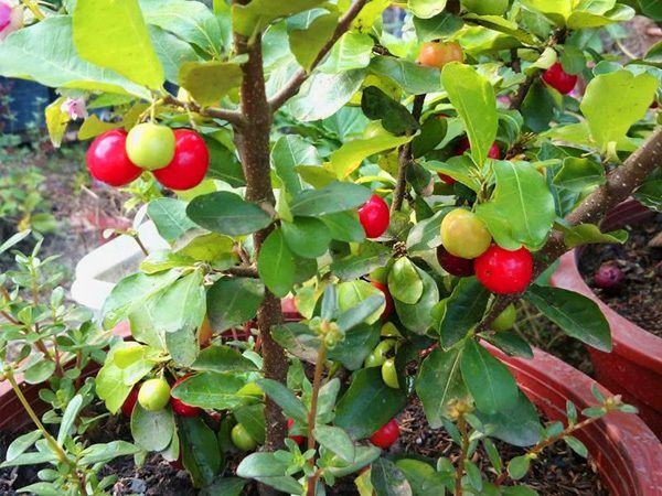 Acerola Cherry