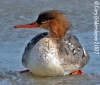 Common Merganser