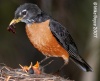 American Robin 