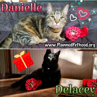 Danielle adopted 021518