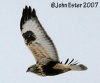 Rough-legged Hawk
