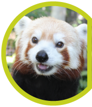 Red Panda smiling for the camera.