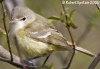 Bell's Vireo 