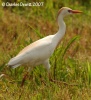 Cattle Egret