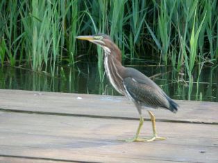 Green Heron, photo courtesy of Steve & Barbara Sharkey