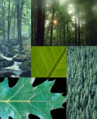 FSC Paper