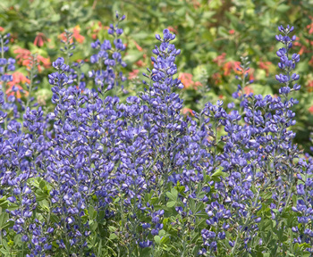 Plant Sales