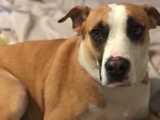 Buddy - no longer available per POF, 3/14/18