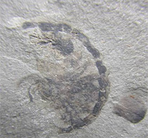 Preserved Ammonite Siphuncle Structures From the Lower Mowry Formation; Warm Springs Ranch, Hot Springs County, Wyoming