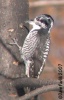 American Three-toed Woodpecker 