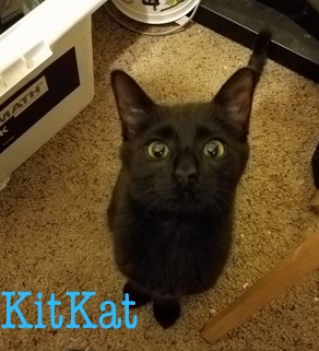 KitKat adopted 033118