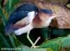 Least Bittern