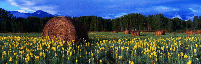 haystack