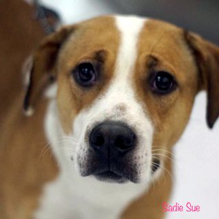 Sadie Sue - ADOPTED