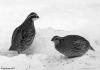 Northern Bobwhite
