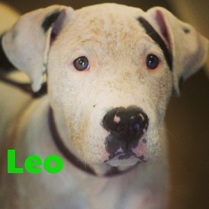 Leo