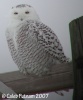 Snowy Owl 