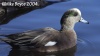 American Wigeon