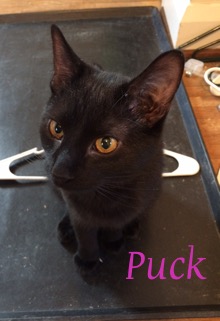 Puck adopted 040718