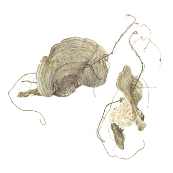 Explore Mushrooms in the Forest and in Watercolor at Adkins Arboretum