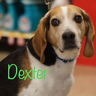 Dexter