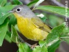 Nashville Warbler 