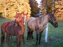 Equine Therapy Horses