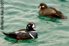 Harlequin Duck
