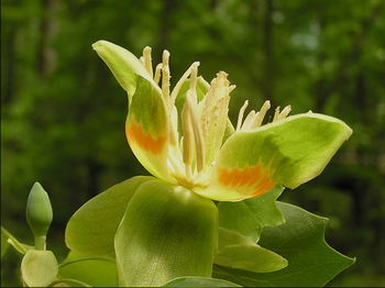 Adkins Arboretum Names Tulip Poplar 2011 Native Tree of the Year