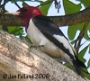 Red-headed Woodpecker 