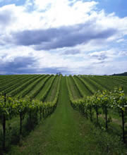 Welcome to Beautiful Napa Valley