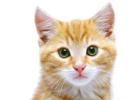Adopt a Cat