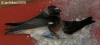 Cliff Swallow 
