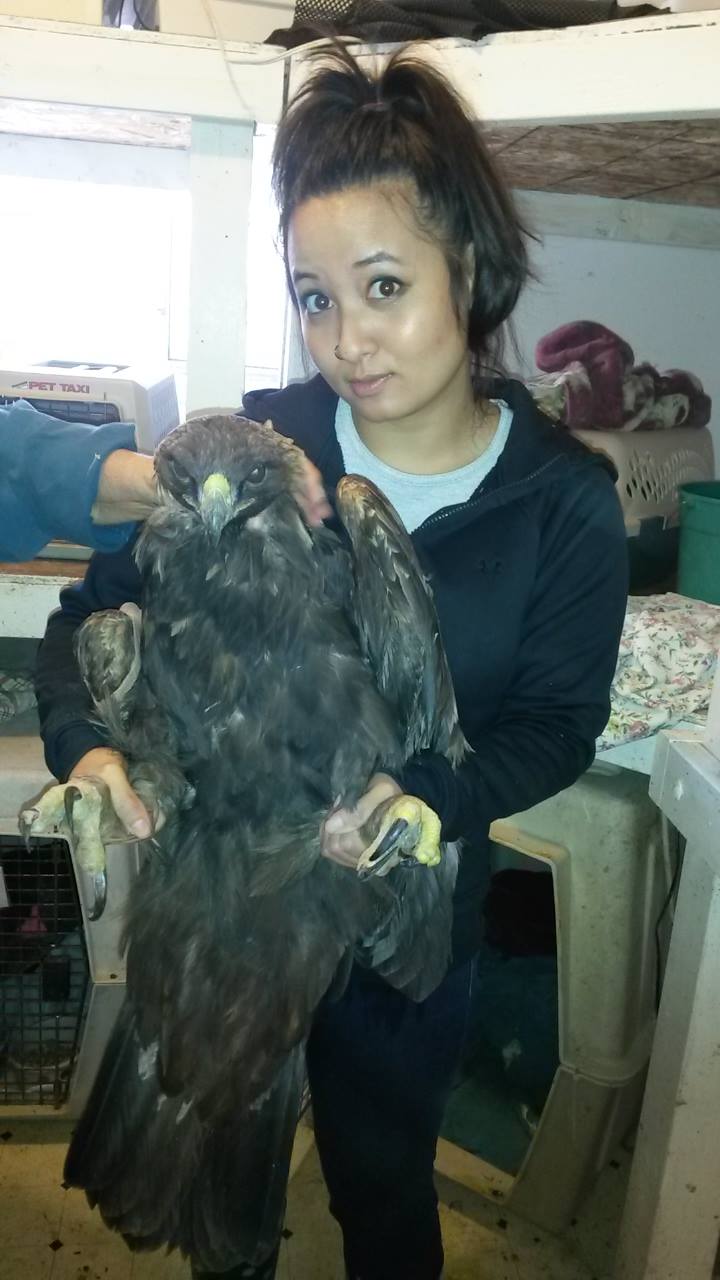 Wild Bird Rescue & Rehab News & Events Photo Gallery