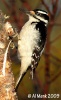 Hairy Woodpecker 